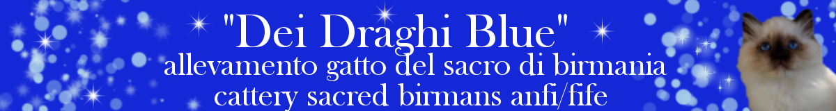 birmani draghi blu